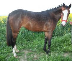 Poney De Saut Poneys Petits Chevaux Chevaux A Vendre Cheval Cheval Poney Profitez d'une bouffée d'air à cheval, en pleine nature, grâce à l'offre tous à cheval en france à 35 € ! poney de saut poneys petits chevaux