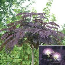 Silk Tree Paraserianthes Flowering Trees Garden Shrubs Plants