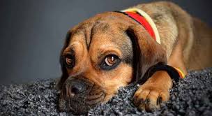 We did not find results for: Dog Thunderstorm Anxiety Treatment Tractive