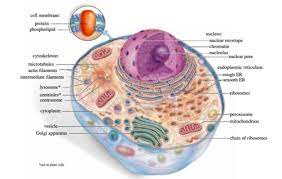 In animal cells the kinetochore is composed of several layers, observed initially by conventional fixation and staining methods of electron microscopy , 13 14 (reviewed by c. Biology 12u Chapter 2 The Cell Jackie Henry Jack Nell Flashcards Quizlet