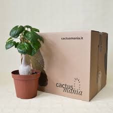 Image result for Pyrenacantha