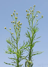 Image result for Erigeron bonariensis