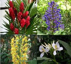 Outside of their natural environment, hawaiian ginger plants must be carefully maintained. Amazon Com 4 Hawaiian Ginger Plant Root Red Blue White Yellow D3 Flowering Plants Garden Outdoor