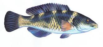 Wrasse Parrot Fish All Species Except Blue Groper Vfa