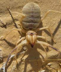 Black widow spiders build webs between objects, and bites usually occur when humans come into direct contact with these webs. Are Camel Spiders Venomous