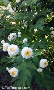 Le esigenze della pianta, come coltivarla, informazioni, come e dove acquistarla. Montanoa Bipinnatifida Tree Chrysanthemum Pom Pom Tree Toptropicals Com