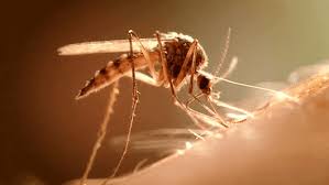 Early Mosquito Surge Sparks Alarming Virus Warnings in NSW
