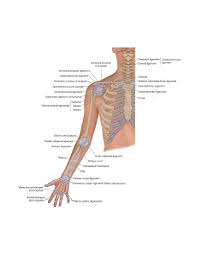 Revised Manual Ligament Therapy Foundation Anatomical Terms Of Motion Therapy Manual Anatomical