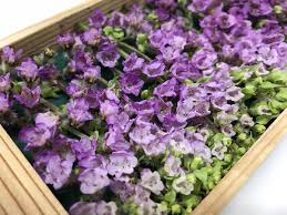 Amazon.co.jp: 花穂紫蘇 （はなほじそ） 約17〜20本入り パック 国産 飾り花 : 食品・飲料・お酒