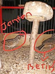 Check spelling or type a new query. Jual Sepasang Burung Branjangan Java Di Lapak Ardian Wahyu Bukalapak