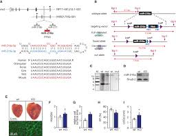 MicroRNA-216a is essential for cardiac angiogenesis: Molecular Therapy