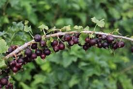 Image result for jostaberry