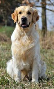 Image result for zlatý retrívr