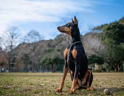 Doberman Colors From Blue To Red Dobermans Pawleaks
