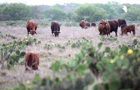Herd numbers 48 and 49 make briggs ranches one of the oldest established santa gertrudis operations in the country. Cattle King Ranch