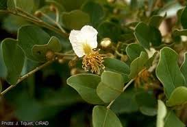 Image result for Bobgunnia madagascariensis