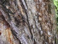 Image result for Dicoma galpinii