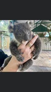 Pin By Leigh Ann Tessier On Koalas Koala Bear Koala Animals