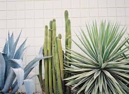 If pastel and palm trees with a side of cacti, is your jam, you'll love the southern cali lifestyle décor rewards. Garden Inspirations Palm Springs Florist With Flowers
