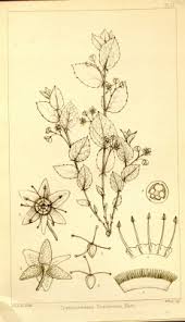 Image result for Basananthe longifolia