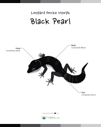 Black And White Leopard Gecko Drawing Leopard Gecko Morph Black Pearl Ribbbit Leopard Gecko Morphs Gecko Leopard Gecko