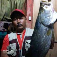 Cara membuat rangkaian pancing sederhana untuk mancing kakap putih. Rahasia Teknik Dan Cara Mancing Casting Kakap Putih Ukuran Besar Spotmancing Com