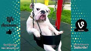 Try Not To Laugh Funny Animals Videos 2019 Dogs Are So Weird Funny Animals Funny Gif Animals
