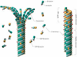 Check spelling or type a new query. Frontiers Role Of Tau As A Microtubule Associated Protein Structural And Functional Aspects Frontiers In Aging Neuroscience