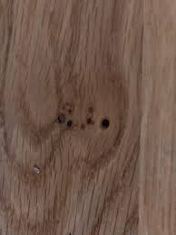 Image result for site:byggahus.se insektsangrepp