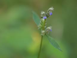 Image result for Rungia