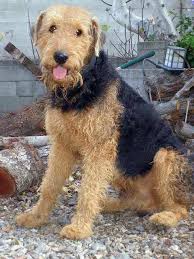 I would prefer an acreage home. Airedale Terrier Dog Breed Information Pictures More