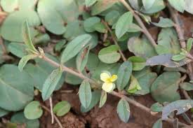 Image result for Polygalaceae