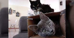 Research Shows Cats Have 5 Major Personality Types Cat Behavior Animals For Kids Cats