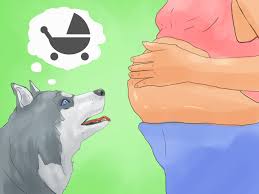 This fashionable dog collar comprises a plastic buckle matching the color of the collar. 3 Ways To Train A Siberian Husky Wikihow