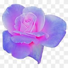 We did not find results for: Free Blue Flower Png Transparent Images Page 3 Pikpng