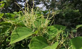 To permanently kill japanese knotweed, you must: Zen Japanese Knotweed Removal Cardiff Wales Blog Diesel Zen Knotweed Ltd