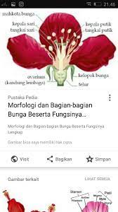 8.1 bagikan yuk bunga mawar adalah sebuah bunga yang paling sering di pakai untuk pembelajaran dalam membuat gambar agar sketsa bunga mawar bisa menjadi indah dan cantik, kita juga bisa membuat garis vertikal dengan melengkungkan seperti batang mawar pada biasanya. Bunga Mawar Dan Bagian Bagiannya