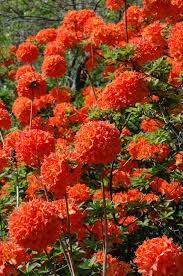 Mandarin Lights Azalea Rhododendron Mandarin Lights At Gertens Flowering Shrubs Flower Garden Plants
