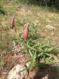 Image result for Paranecepsia alchorneifolia