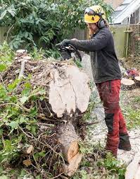 If you have ever experienced any sort of water damage in your house. Tree Removal Saskatoon Home Facebook