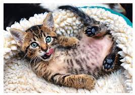 • this jigsaw puzzle is made of recycled cardboard. Puzzle Cheerful Kitten Trefl 10448 1000 Pieces Jigsaw Puzzles Cats Jigsaw Puzzle