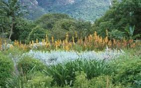 Image result for Wachendorfia