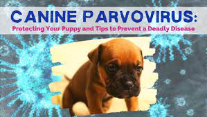 Canine Parvovirus - Protecting Your Puppy And Tips To Prevent A Deadly  Disease — Brewer Veterinary Clinic