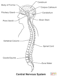 This is the fifth major draft of this document since 2009. How To Draw The Nervous System Easy Novocom Top