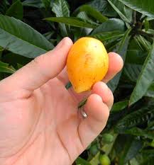 Peach varieties such as flordacrest, flordaking, and flordaprince are all suitable for florida, and will grow as far south as miami. Fruit Trees Fruit Trees Northwest Florida