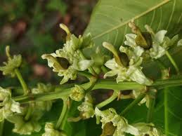 Image result for Blighia