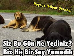 Dog Dogs Kopek Kopekler Kopek Kopekler Pati Patiler Sahipsizler Hayvanlar Hayvan Animal Animals Yardim Dog Breeds Dogs Dog Lovers