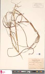 Image result for Heteropogon melanocarpus