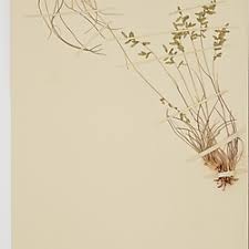 Image result for Eragrostis nindensis