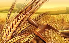 7,000+ vectors, stock photos & psd files. Wheat Wallpapers Earth Hq Wheat Pictures 4k Wallpapers 2019